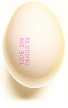 coding egg